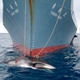 Modern-day whaling. (This photo, of a Minke whale captured by a Japanese boat, was taken in 2008.)